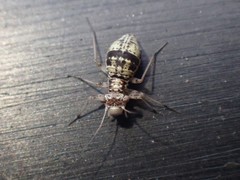 Mesopsocus unipunctatus