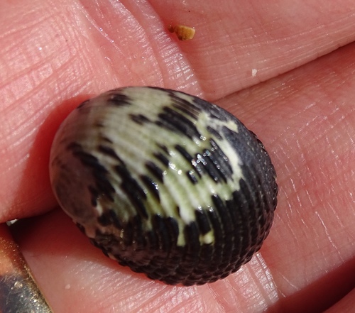 Nerita tessellata image