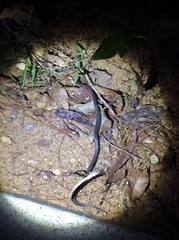 Pareas margaritophorus