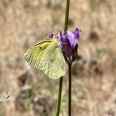 Colias harfordii