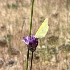 Colias harfordii