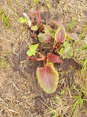 Rumex alpinus
