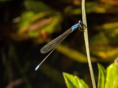 Archibasis oscillans