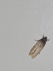 Limnaecia phragmitella
