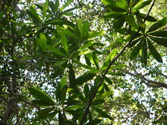 Ancistrocladus heyneanus