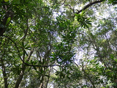 Ancistrocladus heyneanus