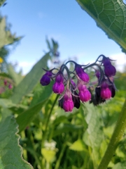 Symphytum officinale