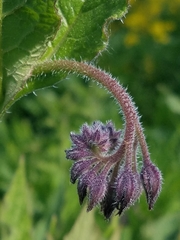 Symphytum officinale