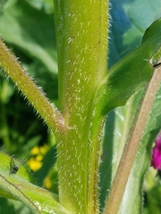 Symphytum officinale