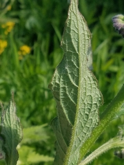 Symphytum officinale