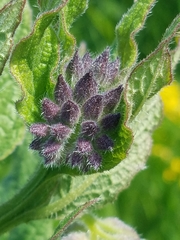 Symphytum officinale