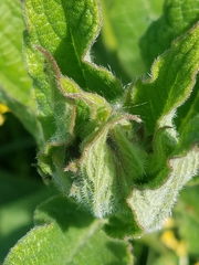 Symphytum officinale