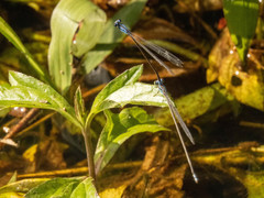 Archibasis oscillans