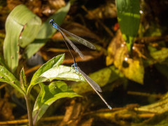 Archibasis oscillans