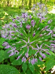 Allium rosenorum