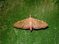 Ischnurges gratiosalis