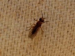 Ceratobarys eulophus