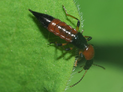 Paederus schoenherri