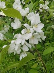 Malus baccata