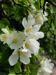 Malus baccata