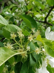 Malus baccata