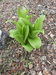 Veratrum oxysepalum