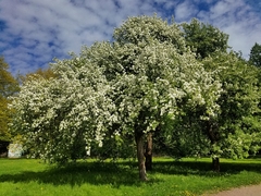 Malus baccata