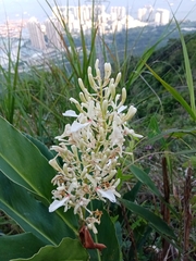 Alpinia galanga