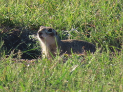 Spermophilus erythrogenys
