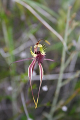 Caladenia septuosa