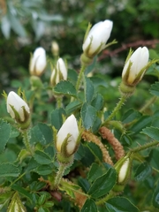 Rosa spinosissima