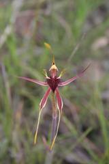 Caladenia septuosa