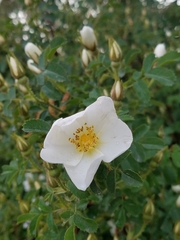 Rosa spinosissima
