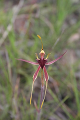 Caladenia septuosa