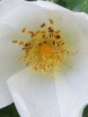Rosa spinosissima