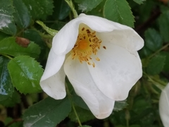 Rosa spinosissima