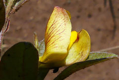 Rhynchosia angulosa image