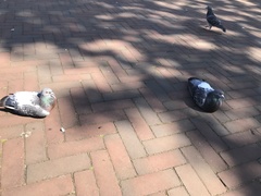 Columba livia domestica