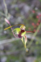 Caladenia septuosa