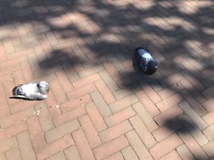 Columba livia domestica