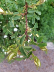 Rosa spinosissima