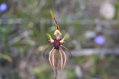 Caladenia septuosa