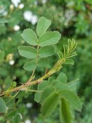 Rosa spinosissima