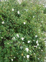 Rosa spinosissima
