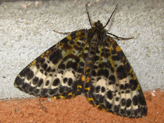 Arichanna melanaria