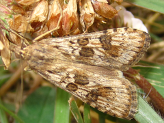 Nomophila noctuella