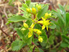 Phedimus kamtschaticus