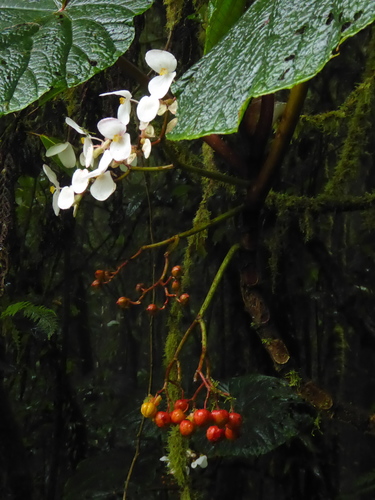 Image of Begonia baccata by (c) Thibaud Aronson, some rights reserved (CC BY-SA)
