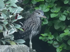Nycticorax nycticorax