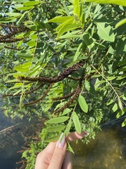Amorpha fruticosa